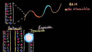 Replicación del ADN transcripción y traducción del ARN  Biología  Khan Academy en Español [upl. by Nylkoorb]