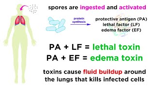 Anthrax Bacillus anthracis [upl. by Leuqim]