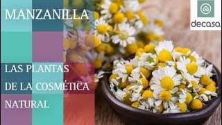 ¿Cuáles son los beneficios de la Manzanilla  LAS PLANTAS DE LA COSMÉTICA NATURAL [upl. by Dewayne870]