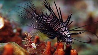 The Coral Reef 10 Hours of Relaxing Oceanscapes  BBC Earth [upl. by Nedyarb]