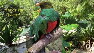 Resplendent Quetzal Bird Sound [upl. by Yeltrab339]