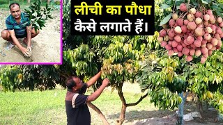 लीची का पौधा लगाने से लेकर तोराई तक की पूरी जानकारी🍓🌳 Lichi ki kheti  Lichi ka paudha Kaise lagaen [upl. by Rangel]