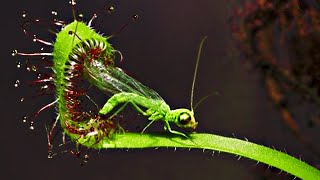 Top 20 Carnivorous Plants That Eat Animals [upl. by Sandeep56]