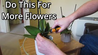 How to get your Phalaenopsis orchids to flower again [upl. by Bettina40]