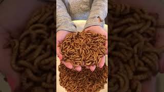 LIVE Mealworms Instructions and Care [upl. by Astred]