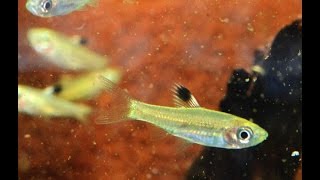 Emerald eye rasbora Brevibora dorsiocellata Species Spotlight [upl. by Alaek]