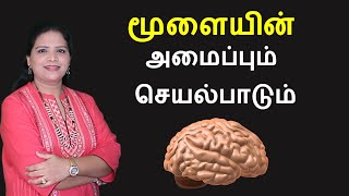 Human Brain  Parts and Functions  Tamil [upl. by Ramar558]