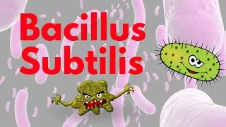 Bacillus Subtilis [upl. by Ettenaj143]