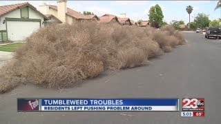 Tumbleweed trouble [upl. by Adriell]