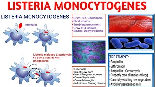 Listeria monocytogenes  Pathogenicity  Listeriosis  Diagnosis  Treatment [upl. by Enyrhtak881]