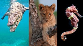 Animales ovíparos vivíparos y ovovivíparos Explicación y EJEMPLOS🐊🦁🦈 [upl. by Aikemahs]