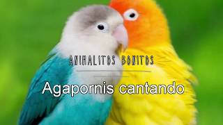 AGAPORNIS Cantando 😍ESTIMULA el CANTO 🔑💯 [upl. by Anitserp]