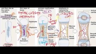 Endochondral Ossification [upl. by Opportina]