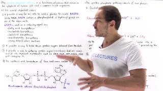 Introduction to Pentose Phosphate Pathway [upl. by Quincy]