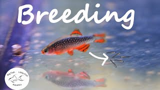 Breeding Celestial Pearl Danios  Galaxy Rasbora [upl. by Asi684]