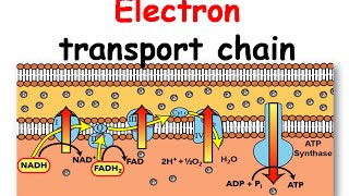 Electron transport chain animation [upl. by Goren]