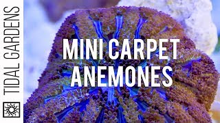 Mini Maxi Carpet Anemone Propagation [upl. by Elianore]