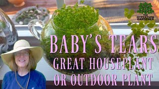 ❤️️ Babys Tears  Houseplant or Outdoors  Youll Love It ❤️️ [upl. by Piggy]