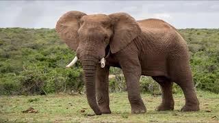 Elephant Trumpet  Sound Effect  Download Link [upl. by Corbin]