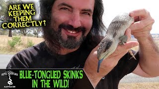 BLUETONGUED SKINKS IN THE WILD are we keeping them correctly [upl. by Iago]