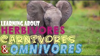 Learning About Herbivores Carnivores and Omnivores [upl. by Maribel]