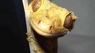 Crested Gecko Making Sounds [upl. by Steep353]