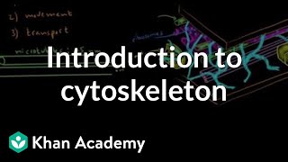 Introduction to cytoskeleton  Cells  MCAT  Khan Academy [upl. by Acinomaj]