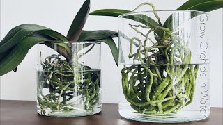 How To Grow Orchids In Full Water Culture And Semi Water Culture [upl. by Skillern886]