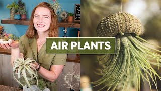 Air Plants Tillandsia 101  Care Tips amp Fun Facts [upl. by Locke929]