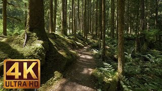 4K Virtual Forest Walk along Middle Fork Trail at Snoqualmie region Part 1 3 HR Relax Music [upl. by Nooj867]