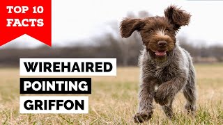 Wirehaired Pointing Griffon  Top 10 Facts [upl. by Duj]