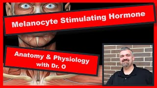 Melanocyte Stimulating Hormone Anatomy and Physiology [upl. by Kyle]