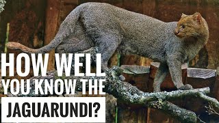 Jaguarundi  Description Characteristics and Facts [upl. by Cloe392]