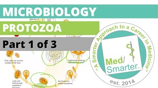 Protozoa  Microbiology  USMLE STEP 1  Part 1 of 3 [upl. by Ellebyam212]