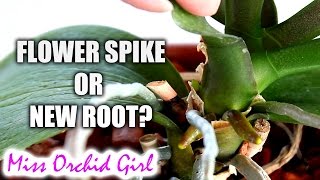 How to tell an Orchid flower spike from a root  Phalaenopsis [upl. by Anivlem488]