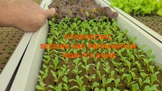 HYDROPONIC Seeding and Propagation  HOW IT WORKS [upl. by Hubie]