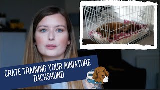 How To Crate Train A Sausage Dog  Miniature Dachshund UK [upl. by Anem255]