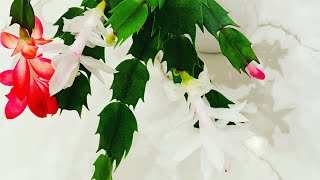 HolidayChristmas Cactus Propagation Planting and Easy Care Tips 🪴 [upl. by Abram]