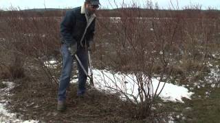 Pruning Blueberries [upl. by Powers]