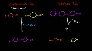 Condensation and Hydrolysis Reactions [upl. by Livy466]