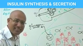 Insulin Function Types  Synthesis Secretion amp Regulation  Diabetes💊 [upl. by Rhu]