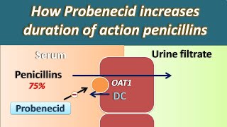 How Probenecid increases duration of action of Penicillins [upl. by Notserc]