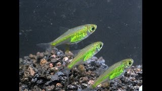 Neon Green Rasbora Microdevario kubotaiSpecies Spotlight [upl. by Rancell846]