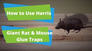 How to Use Giant Rat Glue Boards  PF Harris [upl. by Euhsoj]