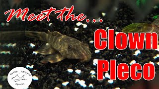 Meet the Clown Pleco L104  Species Profile [upl. by Sacken]