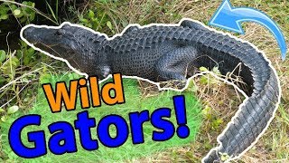 Meet the American Alligator [upl. by Starlene]