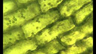 Chloroplasts moving by cytoplasmic streaming in the cells of the aquatic plant Elodea [upl. by Atikel471]