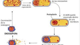 Biología  Endospora [upl. by Neros]