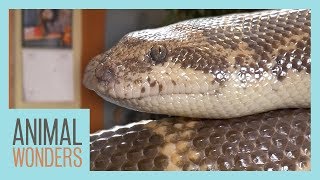 The Difference Between Legless Lizards and Snakes [upl. by Yeliah]