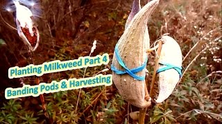 Planting Milkweed Part 4  Banding Pods amp Harvest Help The Monarch Butterfly [upl. by Macdermot]